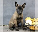 Raven - Female Belgian Malinois Puppy for Sale - Photo #3