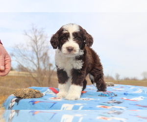 Aussiedoodle Puppy for sale in UNION CITY, TN, USA