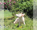 Small #1 German Shepherd Dog