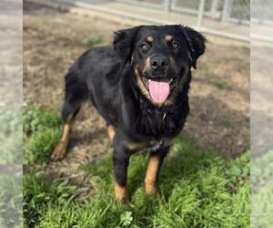 Rottweiler-Unknown Mix Dogs for adoption in Modesto, CA, USA