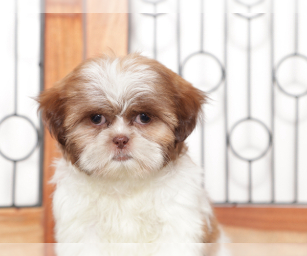 Medium Photo #2 Shih Tzu Puppy For Sale in NAPLES, FL, USA