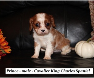 Cavalier King Charles Spaniel Puppy for sale in CLARKRANGE, TN, USA
