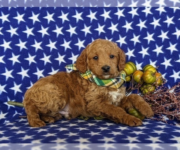 Medium Photo #4 Miniature Labradoodle Puppy For Sale in QUARRYVILLE, PA, USA