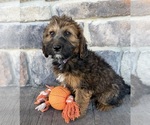 Small #1 Whoodle (Miniature)