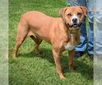 Small #1 American Staffordshire Terrier-Boxer Mix