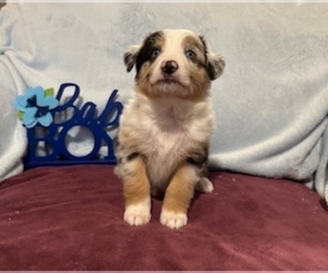 Miniature Australian Shepherd Puppy for sale in CLINTON, OH, USA