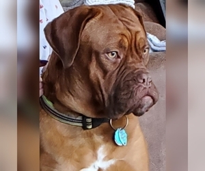 Mother of the Dogue de Bordeaux puppies born on 02/18/2021