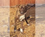 Small #2 Mutt
