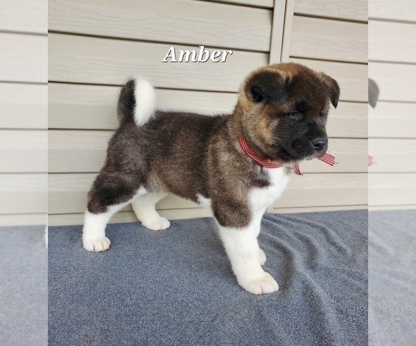 Medium Photo #2 Akita Puppy For Sale in FRESNO, OH, USA