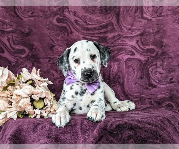 Medium Photo #5 Dalmatian Puppy For Sale in QUARRYVILLE, PA, USA