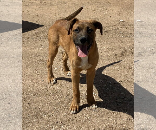 Medium Photo #9 Mutt Puppy For Sale in Hesperia, CA, USA