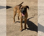Small #8 Mutt