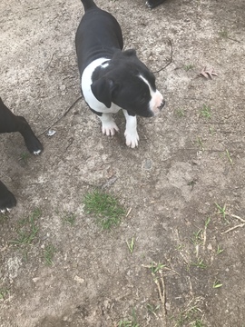 Medium Photo #40 American Pit Bull Terrier Puppy For Sale in GRIFFIN, GA, USA
