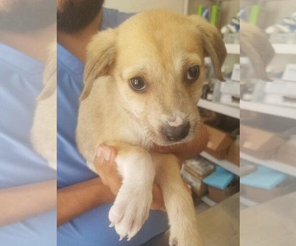 Medium Photo #4 Retriever -Unknown Mix Puppy For Sale in Dana Point, CA, USA