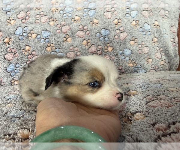 Medium Photo #3 Miniature Australian Shepherd Puppy For Sale in DAKOTA CITY, NE, USA