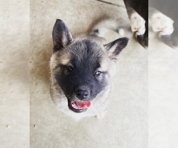 Medium Photo #4 Akita-Alusky Mix Puppy For Sale in SAN JACINTO, CA, USA