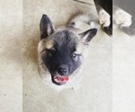 Small Photo #4 Akita-Alusky Mix Puppy For Sale in SAN JACINTO, CA, USA