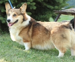 Father of the Pembroke Welsh Corgi puppies born on 07/17/2022