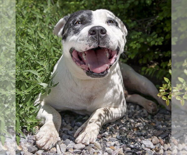 Medium Photo #2 American Staffordshire Terrier Puppy For Sale in Albuquerque, NM, USA