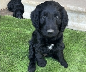 Goldendoodle Puppy for sale in ROSE HILL, KS, USA