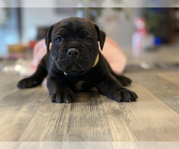 Medium Photo #2 Cane Corso Puppy For Sale in PONSFORD, MN, USA