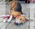 Small #6 Beagle
