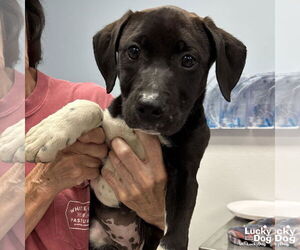 German Shorthaired Lab Dogs for adoption in Washington, DC, USA