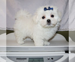 Small #4 Maltese