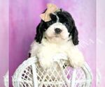 Small #1 Cavapoo (Miniature)