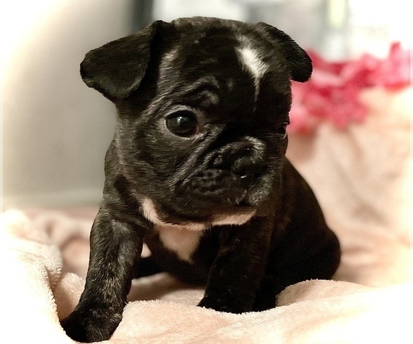 Medium Photo #1 French Bulldog Puppy For Sale in RANCHO MIRAGE, CA, USA