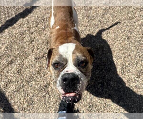 Medium Photo #1 American Bulldog Puppy For Sale in Fort Collins, CO, USA
