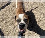 Small American Bulldog