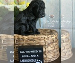 Small Photo #15 Labradoodle Puppy For Sale in PAW PAW, MI, USA