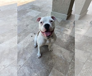 American Bulldog Dogs for adoption in Dumont, NJ, USA