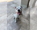 Small American Bulldog