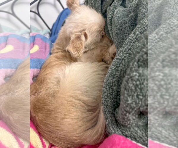 Medium Photo #8 Maltese-Unknown Mix Puppy For Sale in Corona, CA, USA