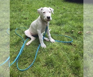 Dogo Argentino Puppy for sale in PATERSON, NJ, USA