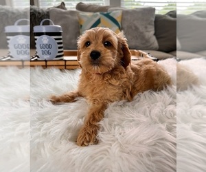 Cockapoo Puppy for sale in INDIANAPOLIS, IN, USA