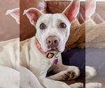 Small #10 Labrador Retriever Mix