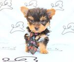 Small Photo #39 Yorkshire Terrier Puppy For Sale in LAS VEGAS, NV, USA