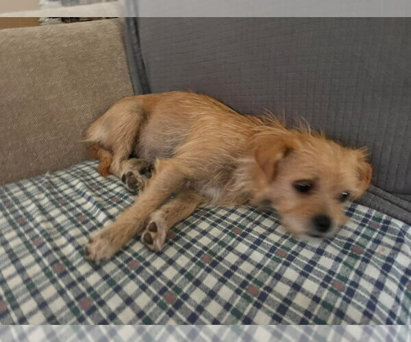 Medium Photo #4 Cairn Terrier-Unknown Mix Puppy For Sale in Aurora, IN, USA