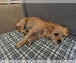 Small #3 Cairn Terrier Mix