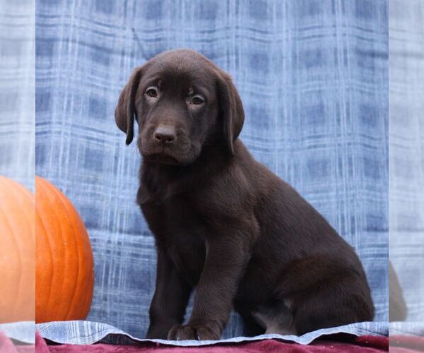 Medium Photo #2 Labrador Retriever Puppy For Sale in ELLIOTTSBURG, PA, USA