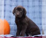 Small #1 Labrador Retriever