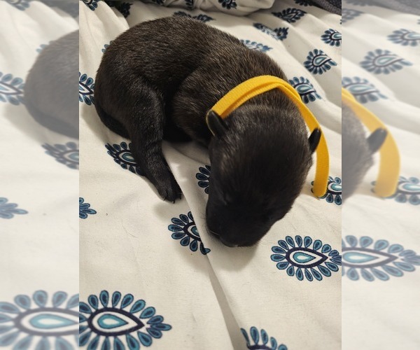 Medium Photo #1 Belgian Malinois Puppy For Sale in SHICKSHINNY, PA, USA