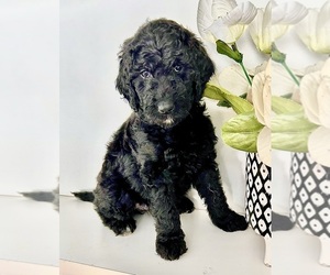 Goldendoodle Puppy for sale in CHATEAUGAY, NY, USA