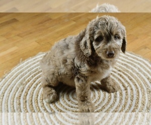 Aussiedoodle Puppy for sale in JASPER, MO, USA