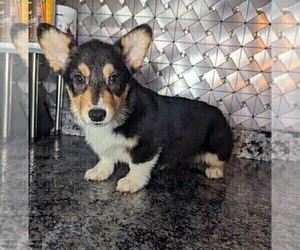 Pembroke Welsh Corgi Puppy for sale in GOSHEN, IN, USA
