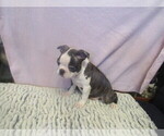 Small #3 Boston Terrier