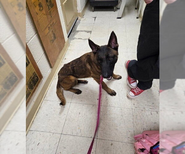 Medium Photo #2 Mutt Puppy For Sale in Imlay City, MI, USA